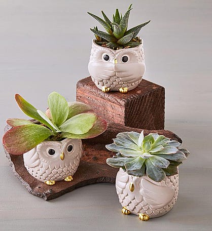 Owl Succulent Trio